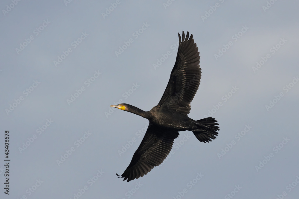 Great Cormorant (Phalacrocorax carbo) Great Cormorant (Phalacrocorax carbo)