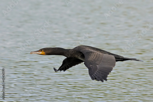 Cuadro en lienzo Great Cormorant (Phalacrocorax carbo)