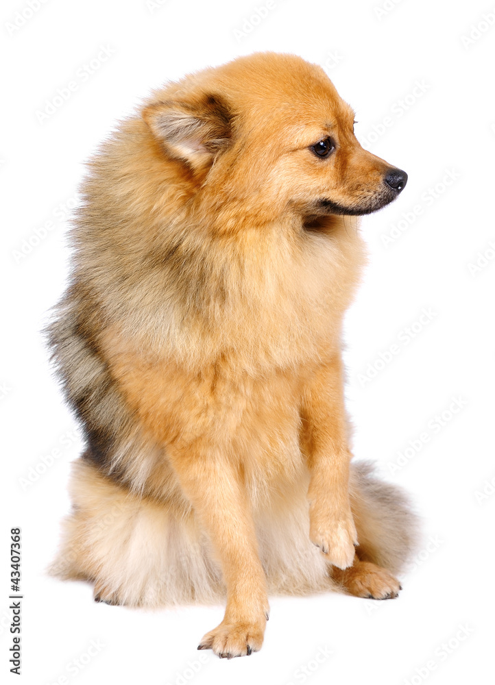 Obraz premium Pomeranian Spitz dog in studio