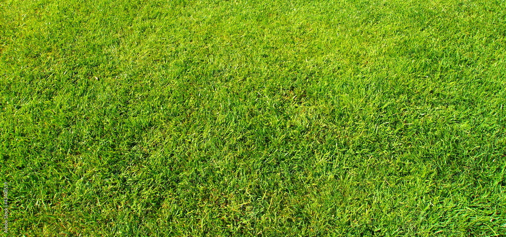 GREEN LAWN GREEN LAWN