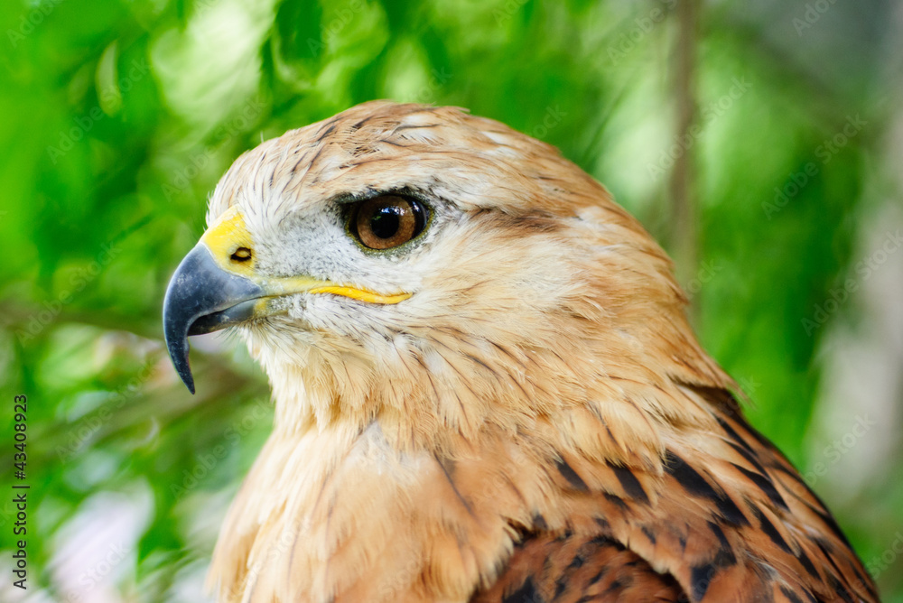 Close-up of a long-legged buzzard (Buteo rufinus). . Close-up of a long-legged buzzard (Buteo rufinus). .