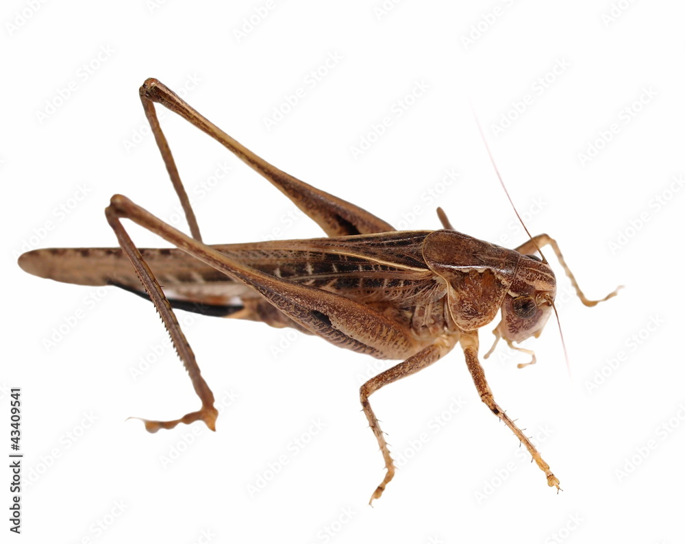 Brown Grasshopper isolated on white background Brown Grasshopper isolated on white background