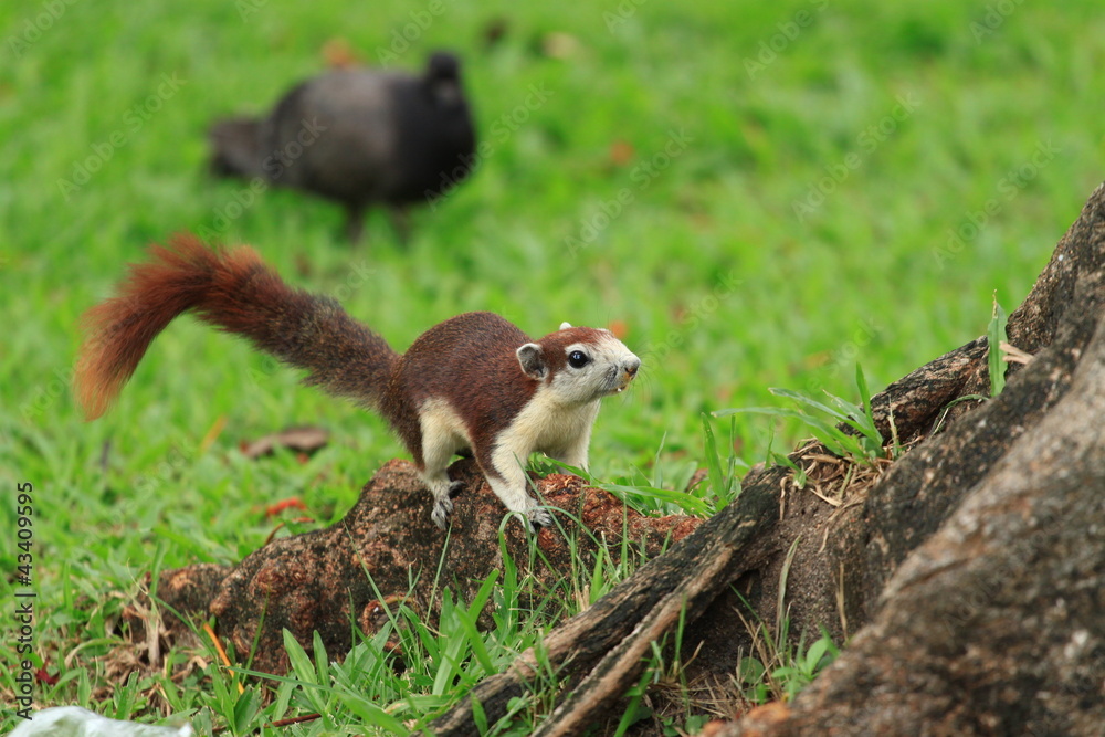 Fototapeta premium Squirrel