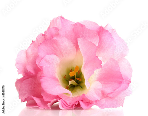 pink eustoma flower isolated on white