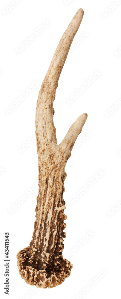 Fototapeta premium Roe Deer Antler