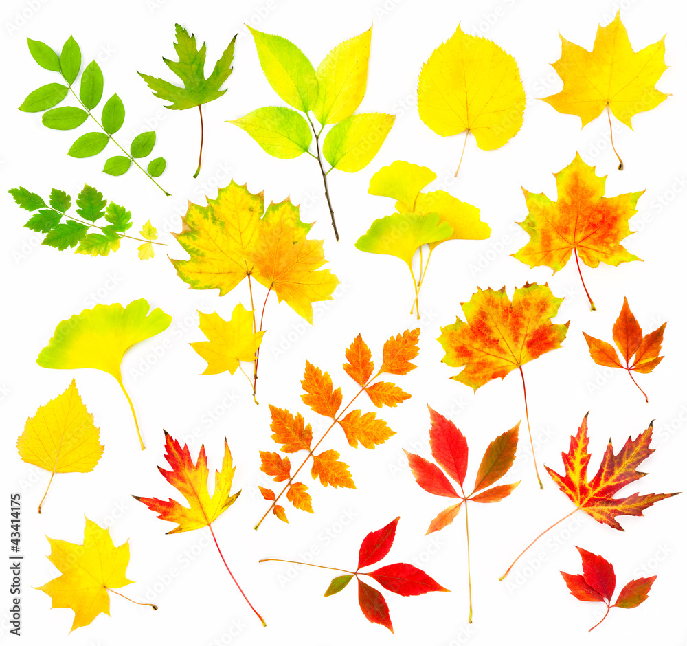 Collection of Beautiful Colourful Autumn Leaves Collection of Beautiful Colourful Autumn Leaves