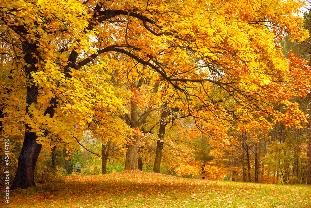 Fototapeta Jesień / Złote drzewa w parku