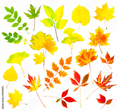 Collection of Beautiful Colourful Autumn Leaves