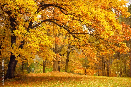 Autumn / Gold Trees in a park #43414176