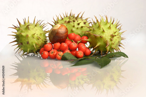 Chestnut & ash-berry