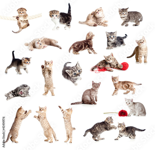 Funny British kittens colle...