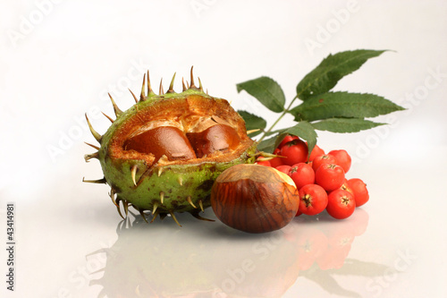 Canvas Print Chestnut & ash-berry