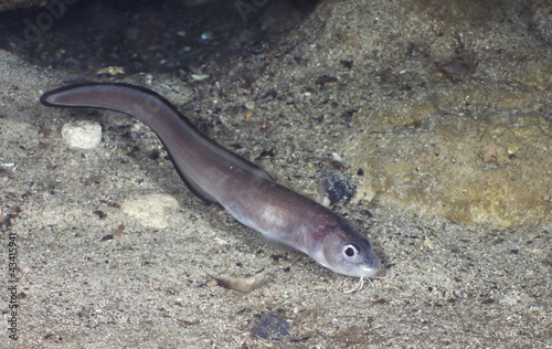 Ophidion rochei on the background of sand. photo