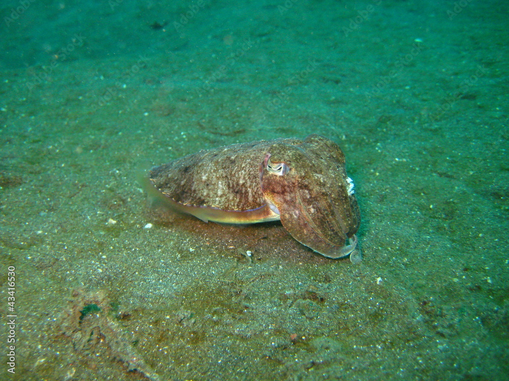 Fototapeta premium Sepia