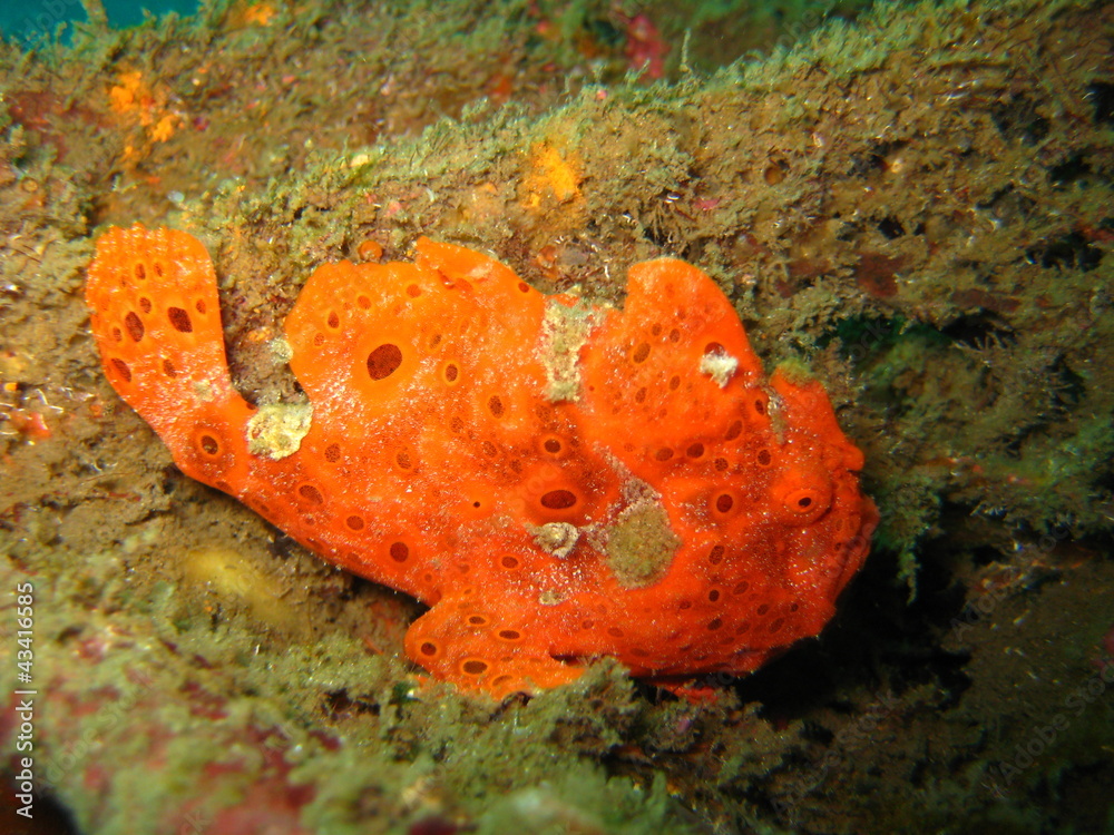 Anglerfisch