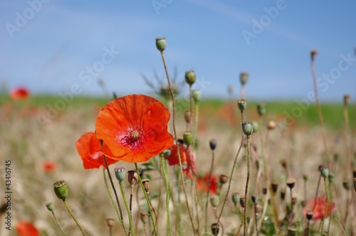 Coquelicots