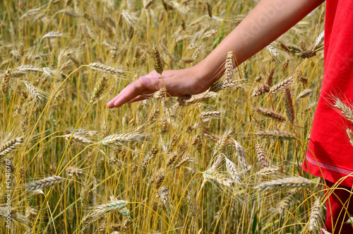 Ripe barley field, person in red, hand stroking