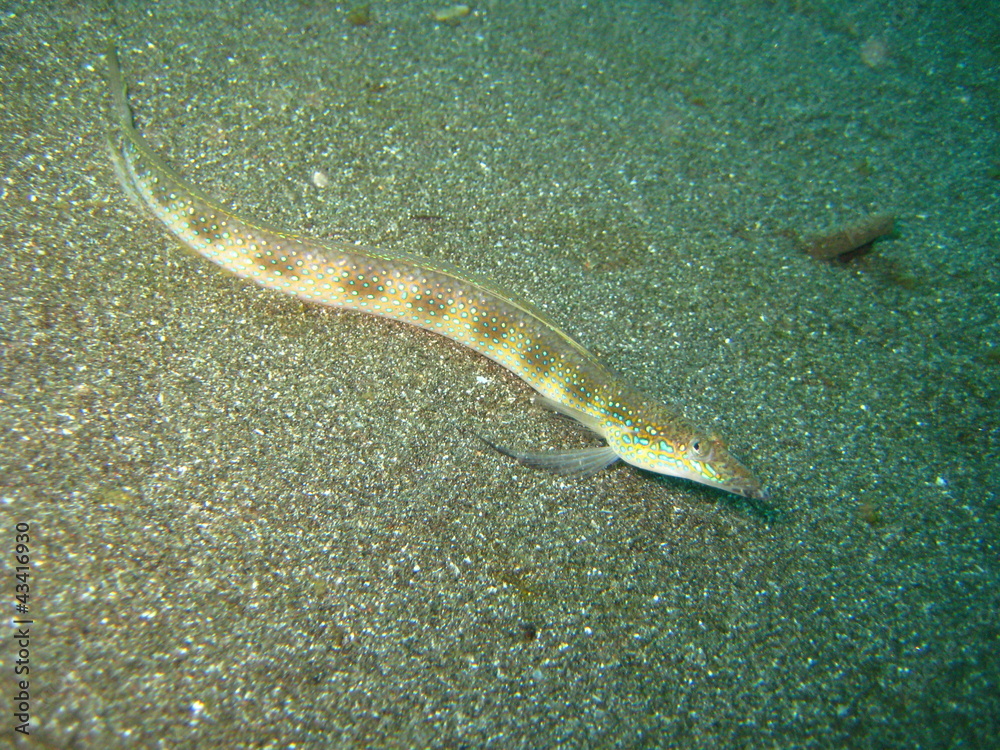 Sandaal