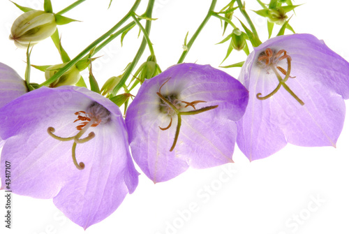 campanula flowres photo