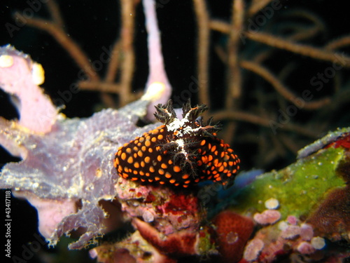 Nudibranch photo