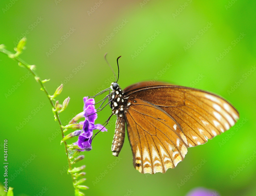 Naklejka premium Cloce-up Butterfly