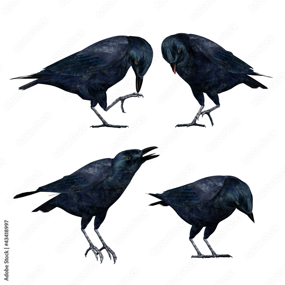 Fototapeta premium A set of 4 3D rendered Crows isolated on a white background
