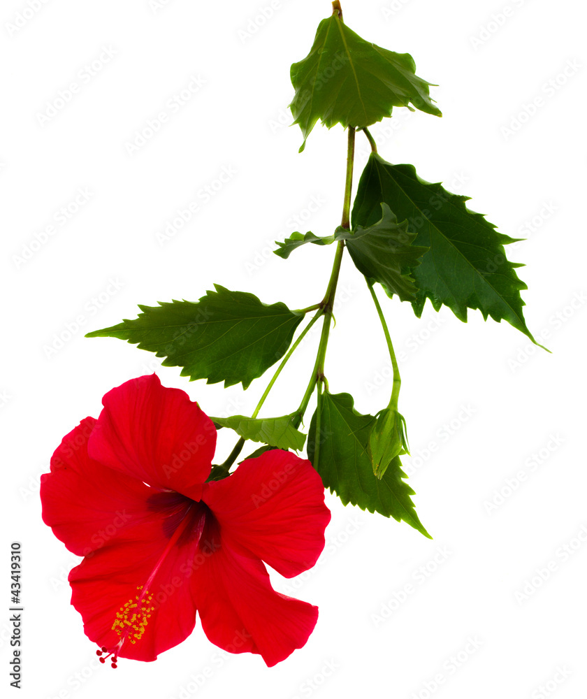 Naklejka premium red hibiscus flower