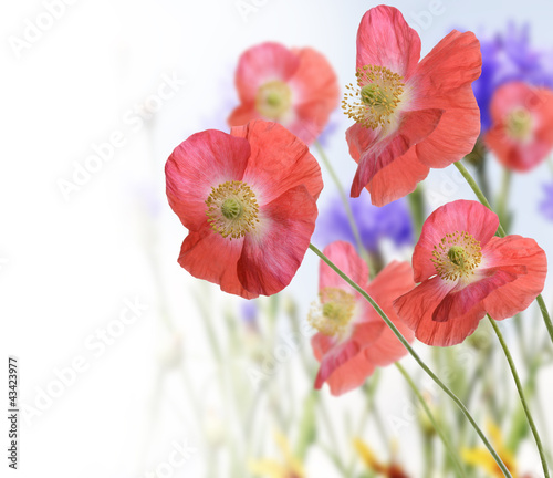 Poppy Flowers © SunnyS