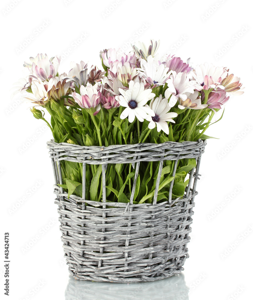 bouquet of beautiful summer flowers in wicker vase, isolated