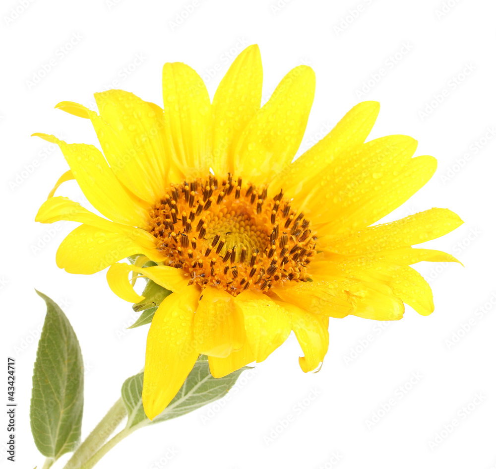 beautiful sunflower, isolated on white beautiful sunflower, isolated on white