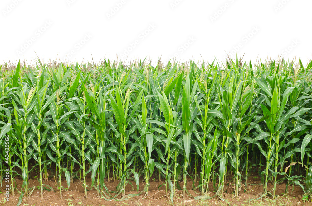 A green field of corn A green field of corn