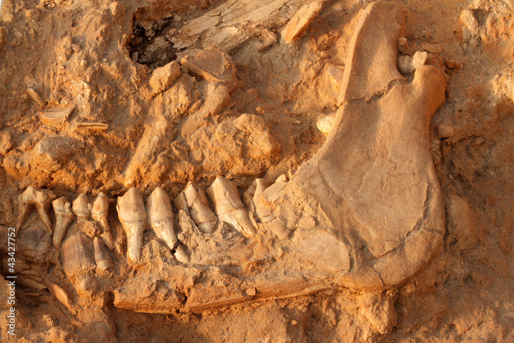 Obraz premium Fossil jaw bone of an extinct giraffe (Sivathere)