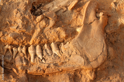 Fossil jaw bone of an extinct giraffe (Sivathere)