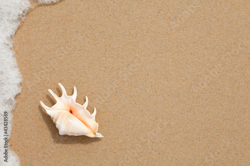 seashell top view on the sa...