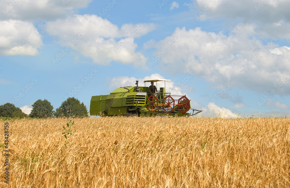 Fototapeta premium combine harvesting wheat