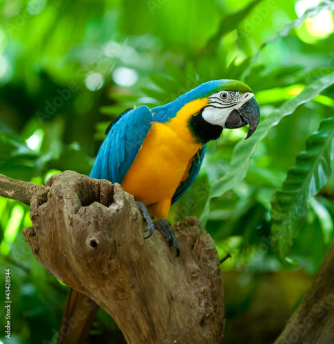 Carta da parati Pappagalli - Carta da parati macaw parrot