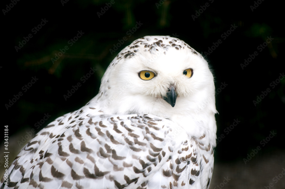 closeup of a snowy owl closeup of a snowy owl