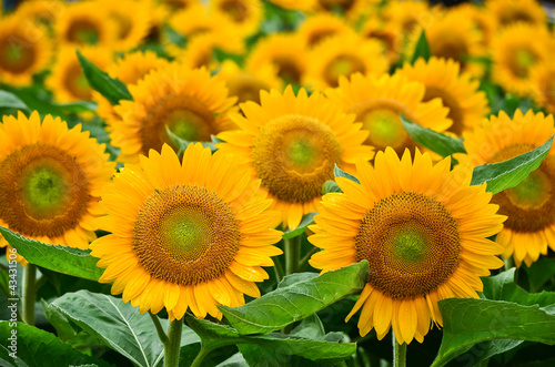 Fototapeta Naklejka Na Ścianę i Meble -  Beautiful yellow sunflower closeup