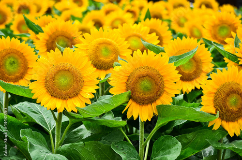 Fototapeta Naklejka Na Ścianę i Meble -  Beautiful yellow sunflower closeup