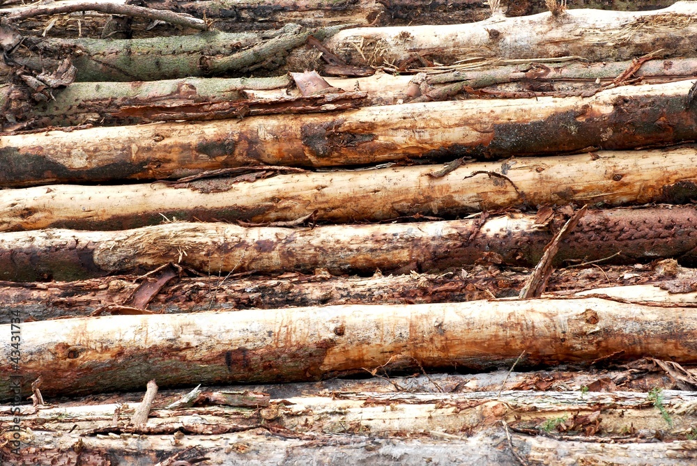 Stapel Baumstämme Stapel Baumstämme