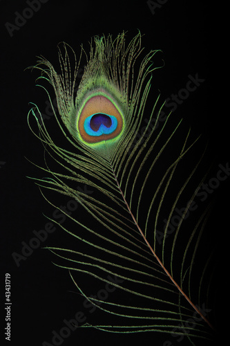 Closeup of peacock feather on black