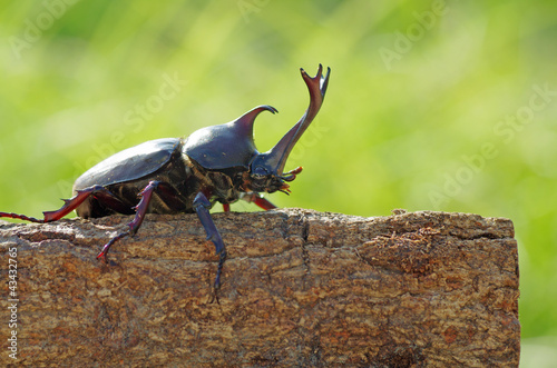 かぶと虫 ‐Japanese horned beetle‐