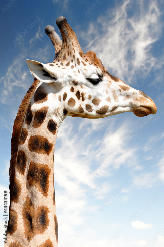 Naklejka premium Giraffe