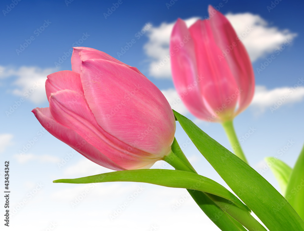 tulip tulip