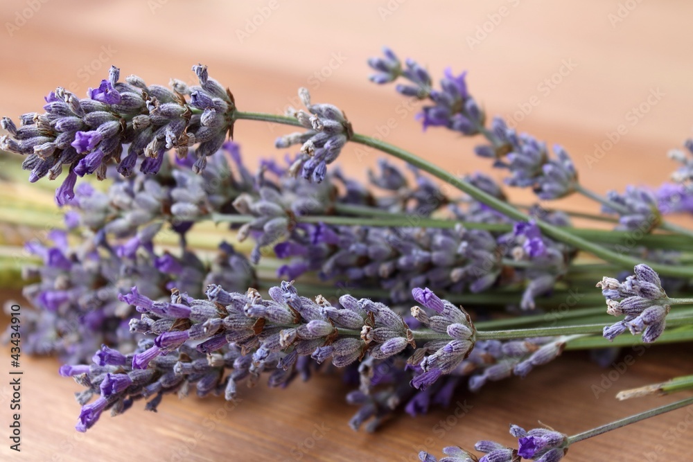 Fototapeta premium lavender flowers