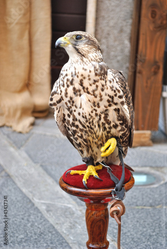 Falco - Lanario photo