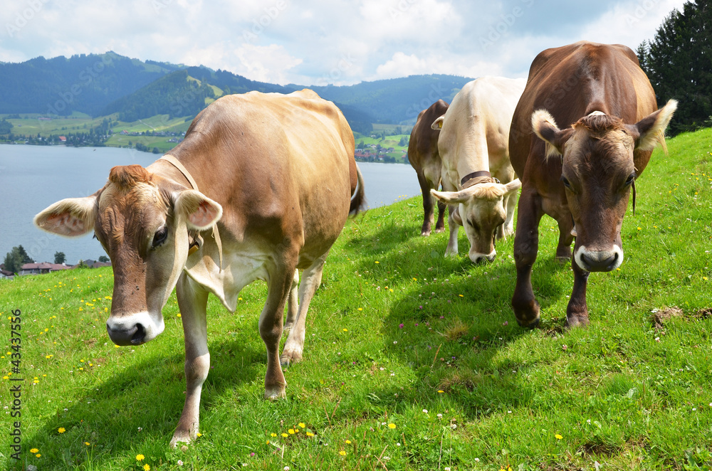 Swiss cows Swiss cows
