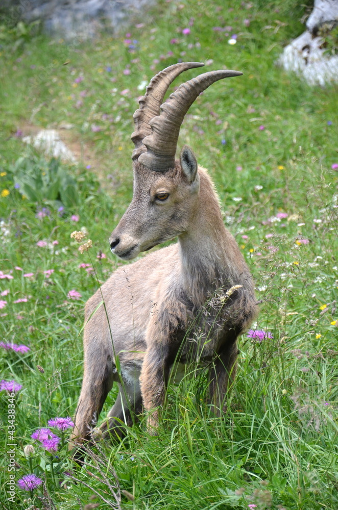 Jeune bouquetin