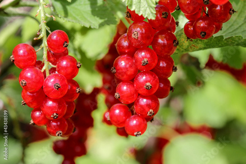 Red currants, Johannisbeeren im Garten