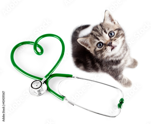 Fototapeta Naklejka Na Ścianę i Meble -  Veterinary for pets concept